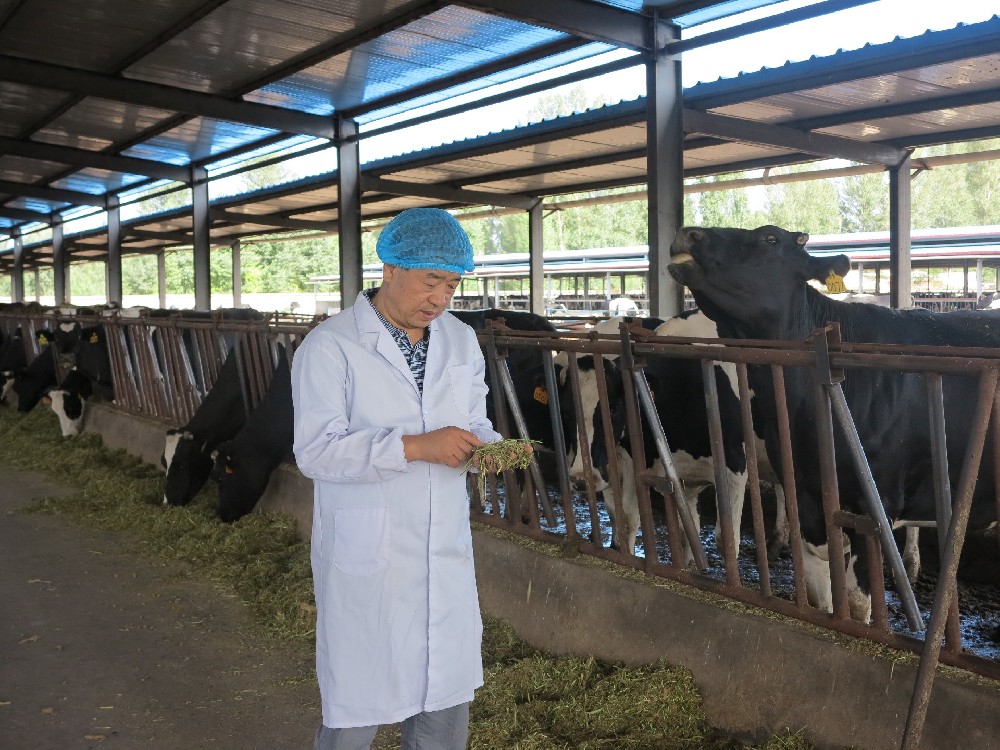 原奶質量守護者?，玉米青貯護航隊——前進牧業(yè)粗飼料部青貯收購工作紀實