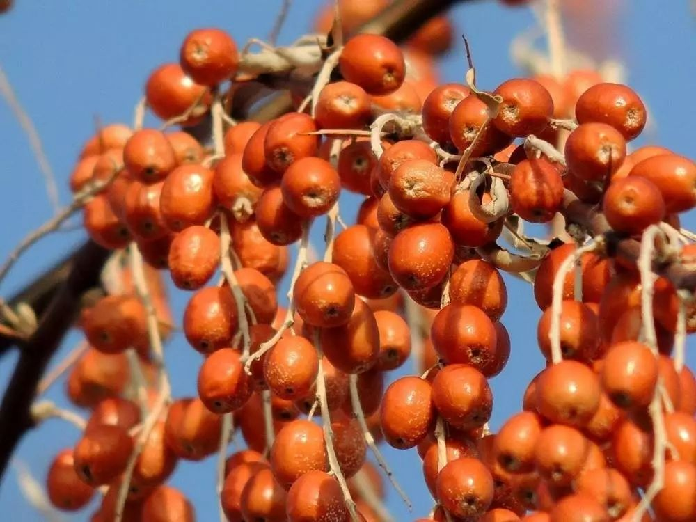涼風(fēng)冷露早春天，雁鳴棗紅隴黔田